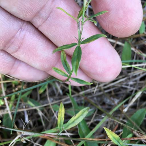 Stylosanthes biflora — related species from the same genus