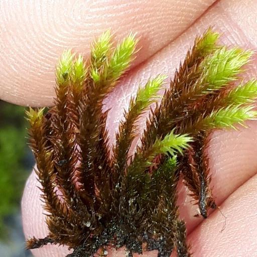 Leucodon sciuroides other