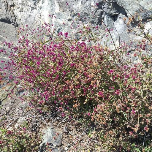 Alternanthera porrigens other