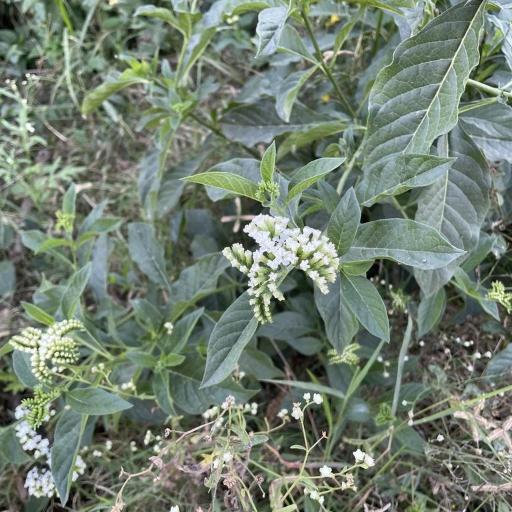 Tournefortia mutabilis — search result for 'Tournefortia'