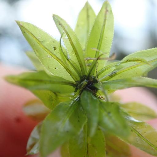 Plagiomnium insigne — related species from the same genus