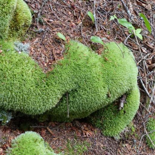 Leucobryum glaucum other