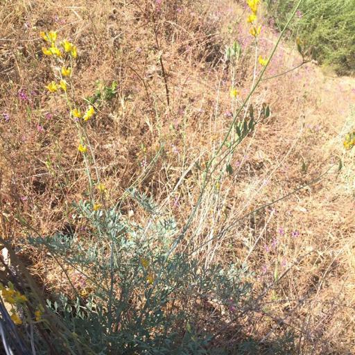 Ehrendorferia chrysantha other