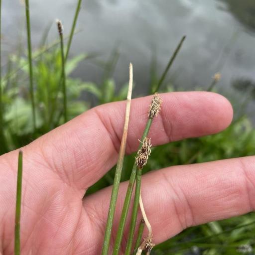 Eleocharis acuta — related species from the same genus