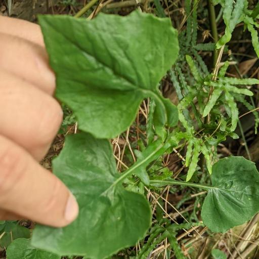 Emilia javanica — houseplant care guide