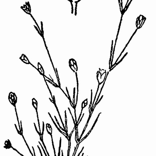 Sagina decumbens — related species from the same genus