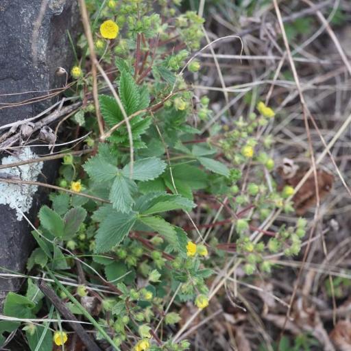 Potentilla fragarioides other