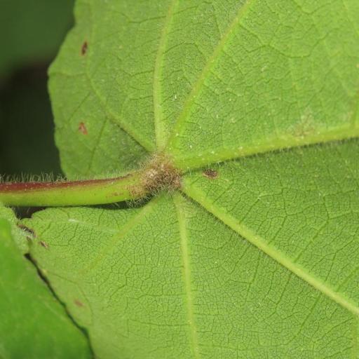 Hibiscus taiwanensis — search result for 'Hibiscus'