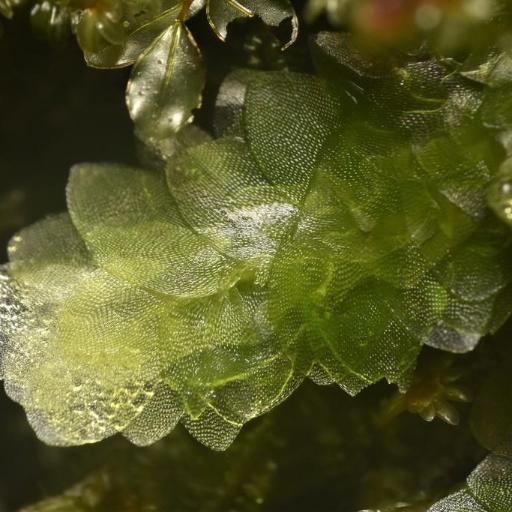 Hookeria lucens other