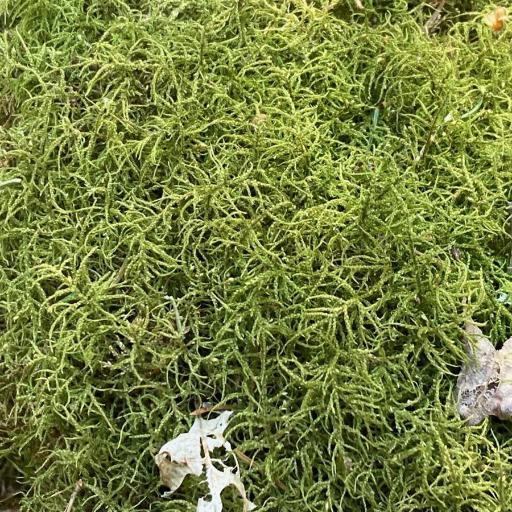 Hylocomiastrum umbratum other