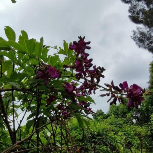 Wisteriopsis reticulata — search result for 'China and Vietnam'