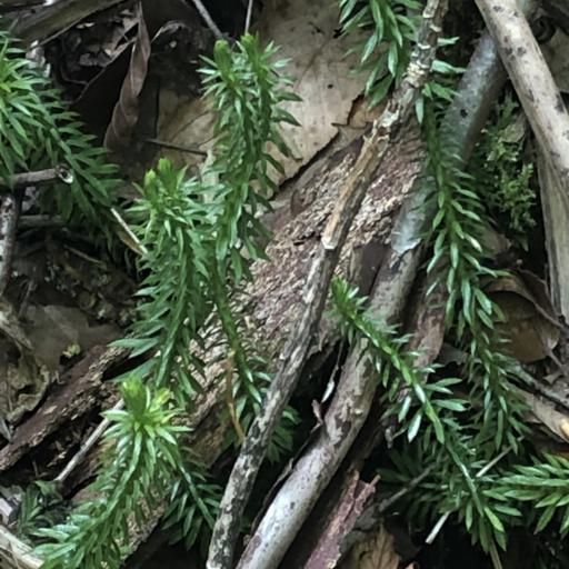 Huperzia lucidula — houseplant care guide