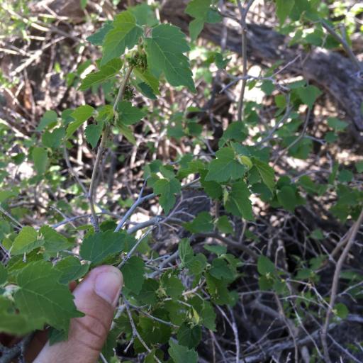 Morus microphylla other