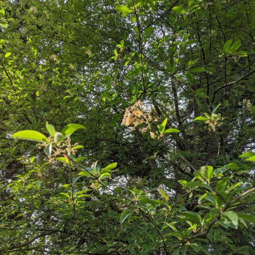 Prunus emarginata — houseplant care guide