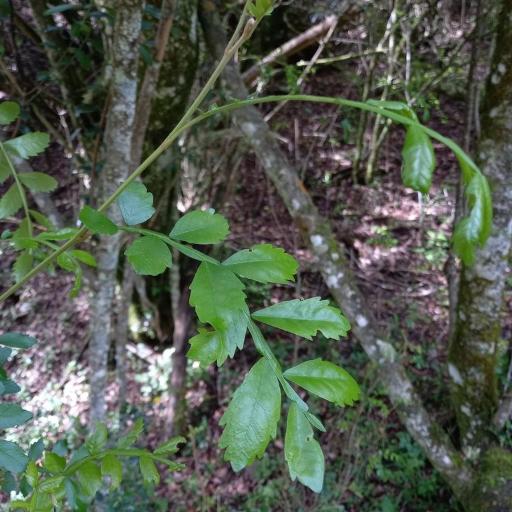 Hippobromus pauciflorus other