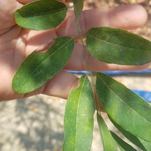 Pterocarpus acapulcensis other