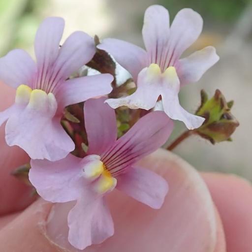 Nemesia affinis — related species from the same genus