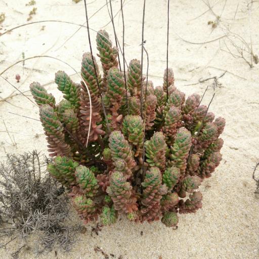 Petrosedum sediforme other