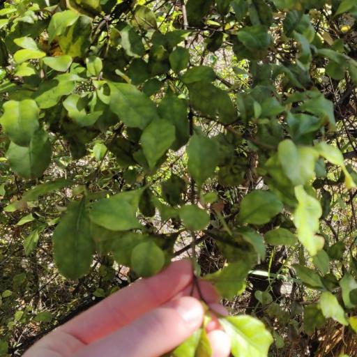 Ozothamnus glomeratus other