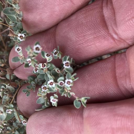 Euphorbia melanadenia — houseplant care guide