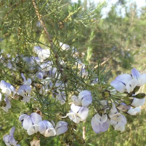 Psoralea affinis other
