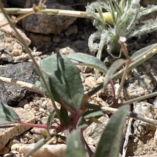 Boerhavia triquetra other