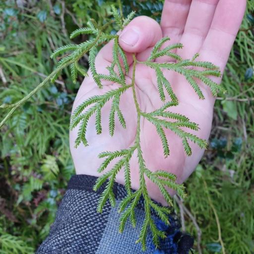 Lycopodium volubile other