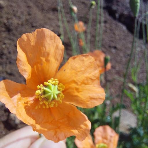 Papaver aculeatum other