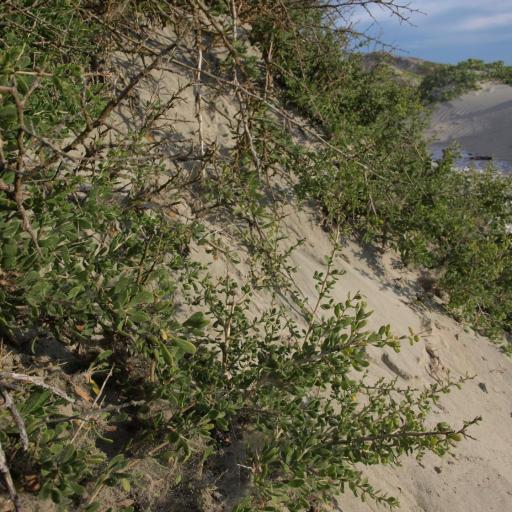 Lycium brevipes — search result for 'Lycium'