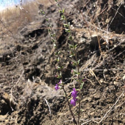 Sairocarpus vexillocalyculatus other