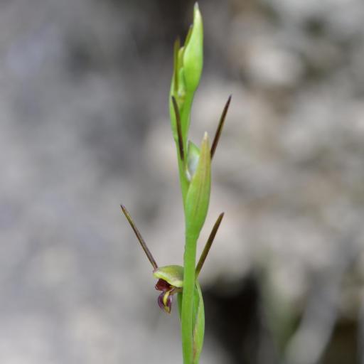 Orthoceras novae-zeelandiae other