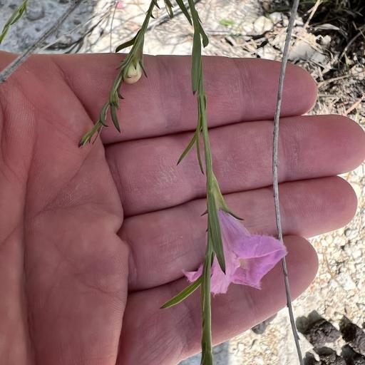 Agalinis heterophylla other