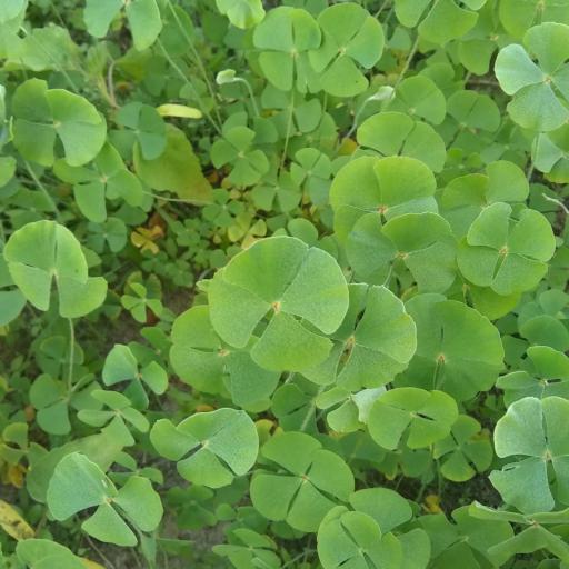 Marsilea vestita — houseplant care guide