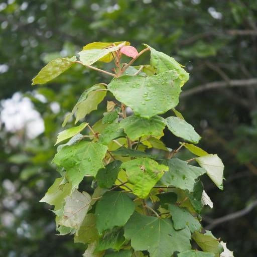 Mallotus paniculatus — search result for 'Mallotus'