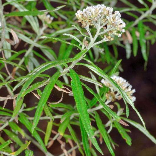 Ozothamnus argophyllus — related species from the same genus
