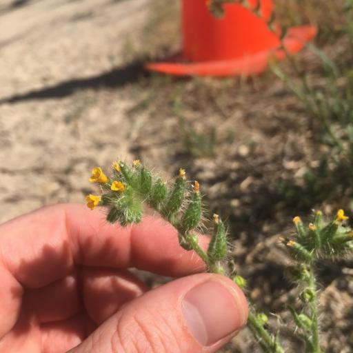 Amsinckia tessellata other