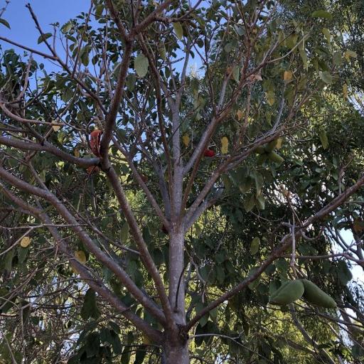 Sterculia quadrifida — search result for 'Sterculia'