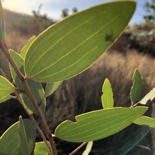 Melaleuca viridiflora other