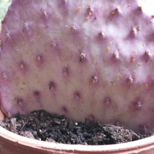 Opuntia gosseliniana — search result for 'Opuntia'