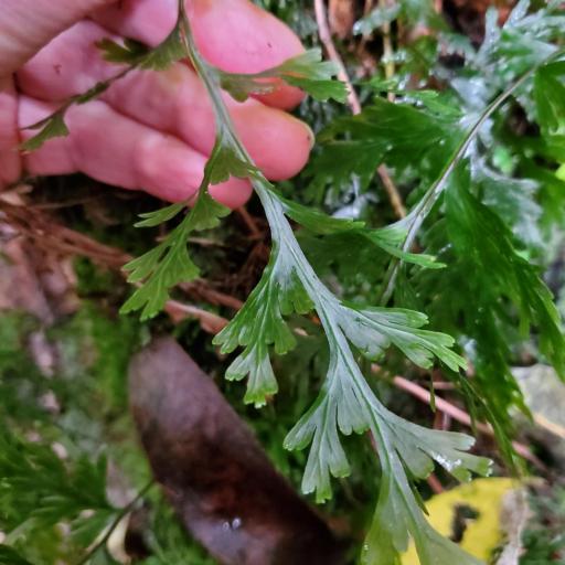 Hymenophyllum dilatatum — houseplant care guide