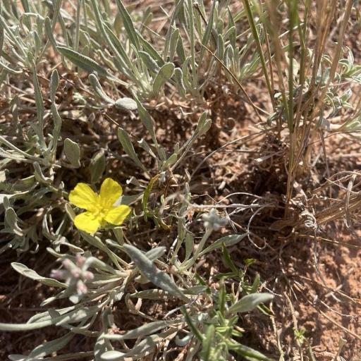 Oenothera serrulata other
