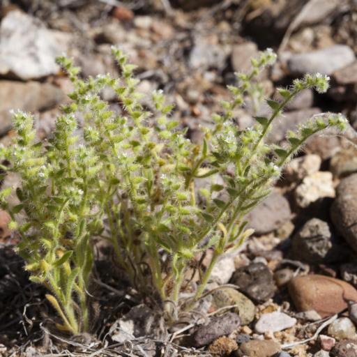 Cryptantha crassisepala other