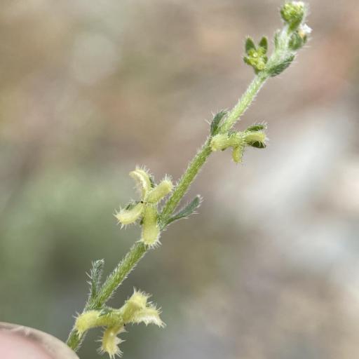 Pectocarya heterocarpa other