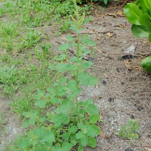 Chenopodium acuminatum other
