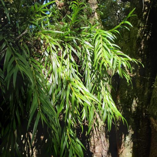 Earina autumnalis — houseplant care guide