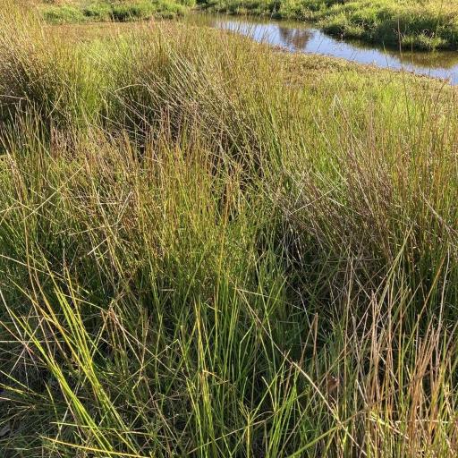 Isolepis prolifera — related species from the same genus