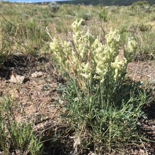 Oxytropis sericea other