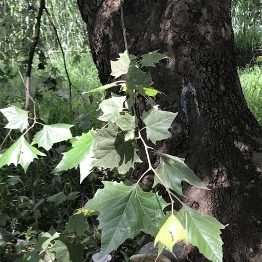 Platanus rzedowskii — houseplant care guide