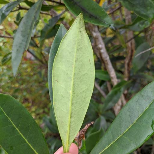 Cartrema americana other