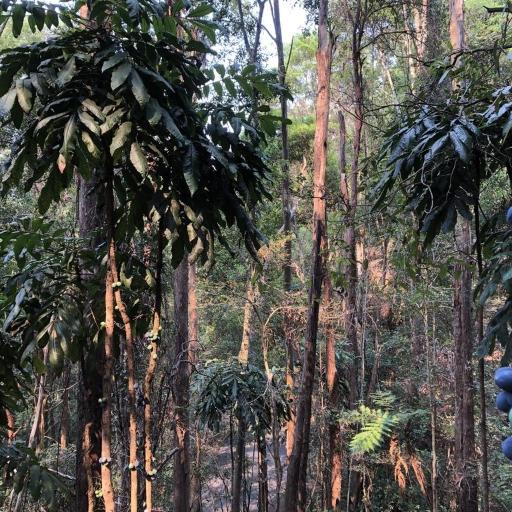 Davidsonia jerseyana — related species from the same genus